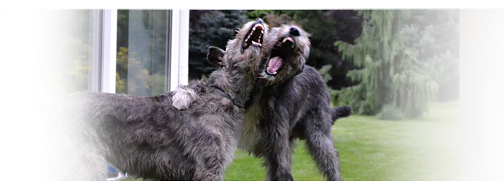 Irsk Vlkodav - Irish wolfhound