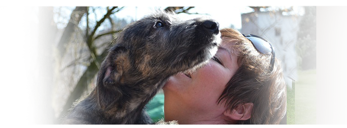 Irsk Vlkodav - Irish wolfhound