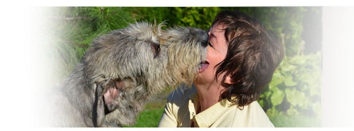 Irsk Vlkodav - Irish wolfhound