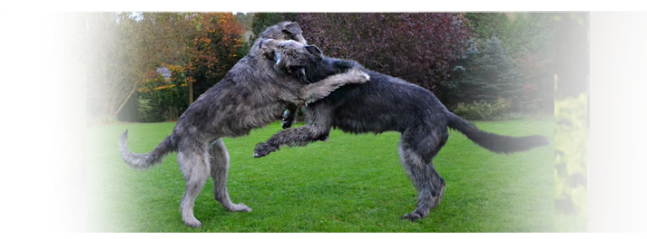 Irsk Vlkodav - Irish wolfhound