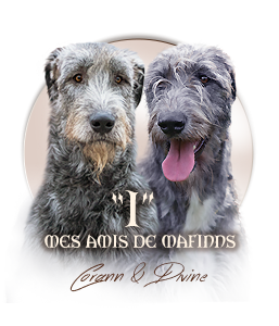 Irish Wolfhound mes Amis de Mafinns
