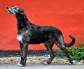 Wolfhouse Yaxeka