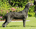 Ch. Wolfhouse Te Kanava 